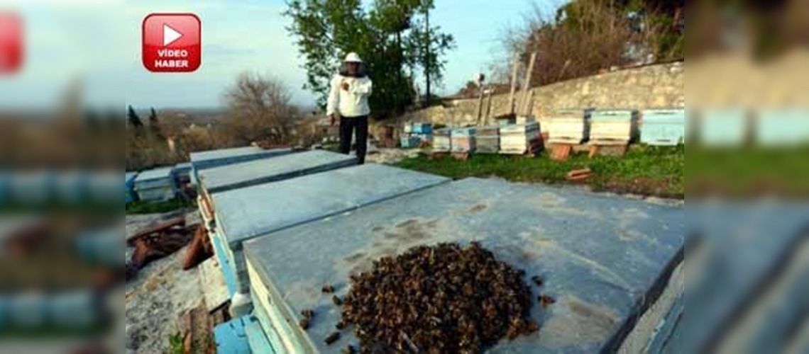 Çukurova'da toplu arı ölümleri üreticiyi endişelendiriyor 