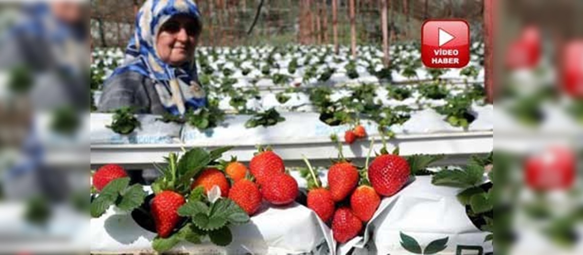 Topraksız üretilen çileğin kilosu 6-8 lira