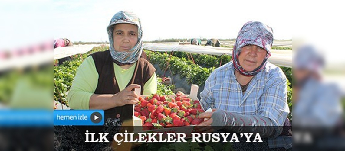 Silifkede tarla çileklerinin ihracatı başladı