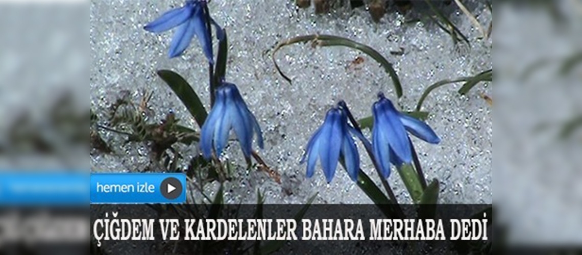 Baharın müjdecisi kardelenler