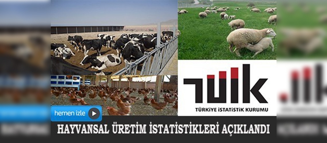 Büyükbaş ve küçükbaş hayvan sayısı arttı