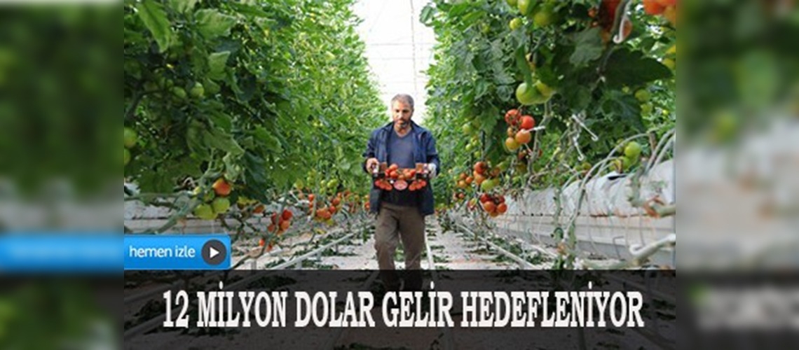 Harran Ovası'nda üretiliyor Avrupa'da tüketiliyor