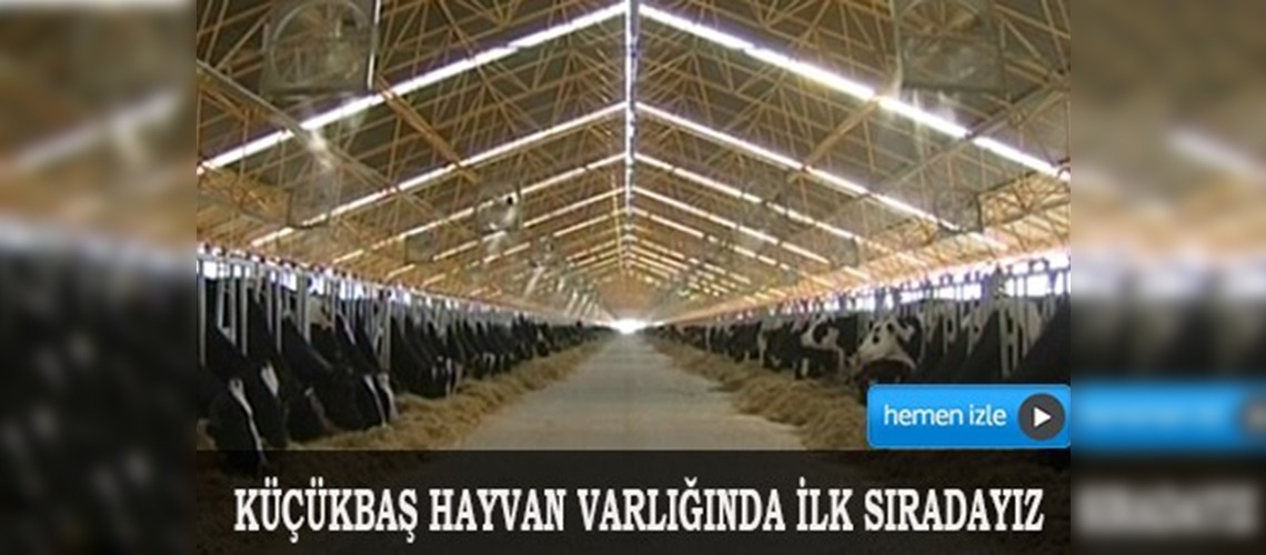 Türkiye hayvancılıkta Avrupa'da liderliğe oynuyor