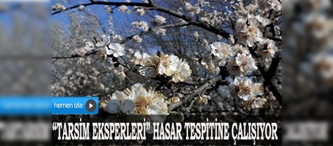 Malatyada kayısı ağaçları dondan etkilendi