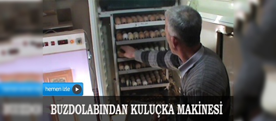 Buzdolabından kuluçka makinesi yaptı 