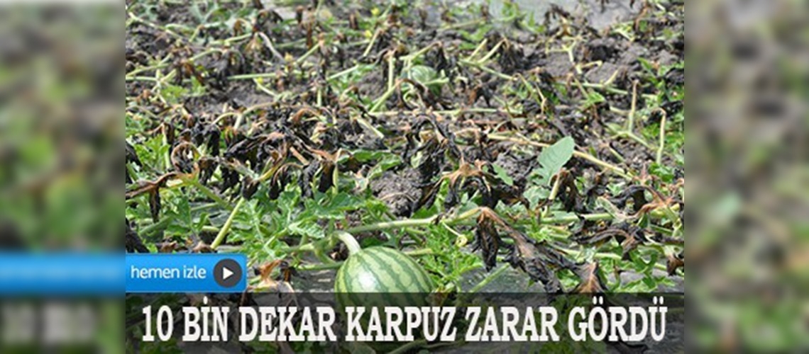Tarsusta şiddetli rüzgâr karpuza zarar verdi