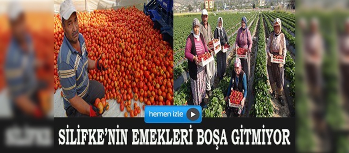 Silifkede çilek ve domates ihracatı başladı