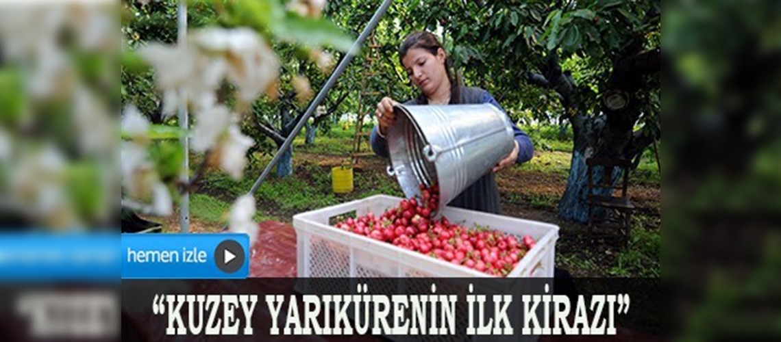 Kuzey yarımkürenin ilk kirazı, Kemalpaşa'dan yola çıktı