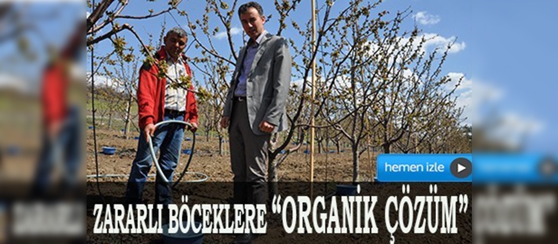 Meyve ağaçlarını 