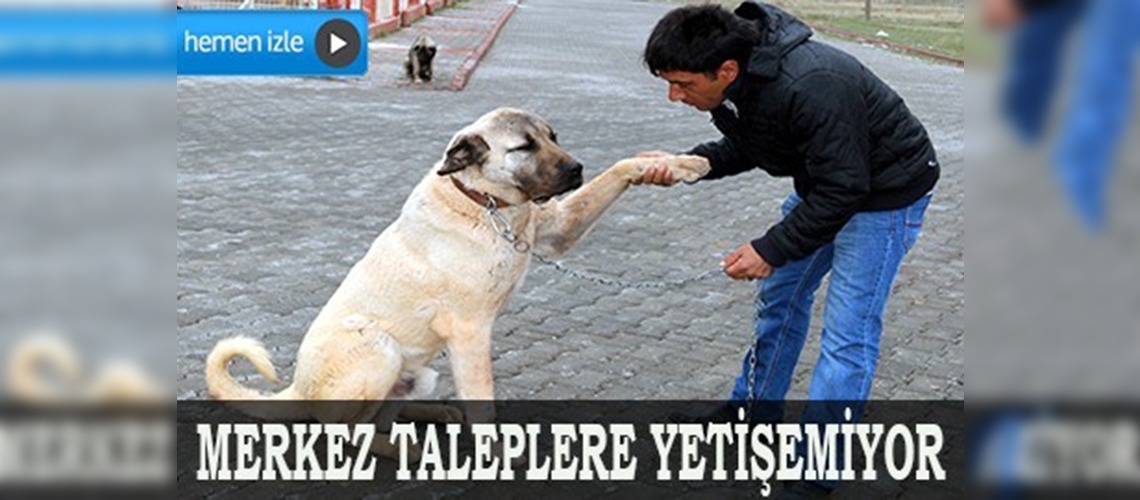 Fabrikatör de çoban da onun için sırada