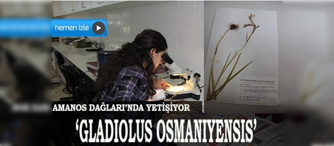 Osmaniyede yeni bir bitki türü keşfedildi
