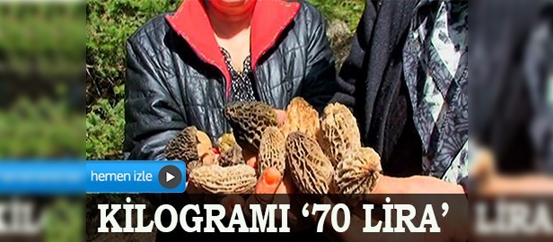 Kilogramı 70 liraya mantar