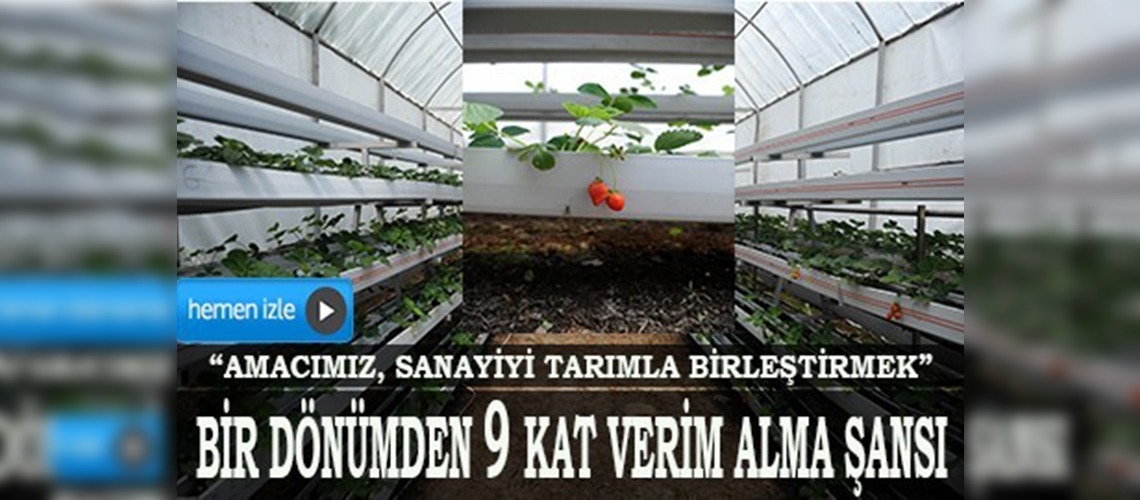 Düzce'de fabrika atıklarıyla çilek üretiliyor