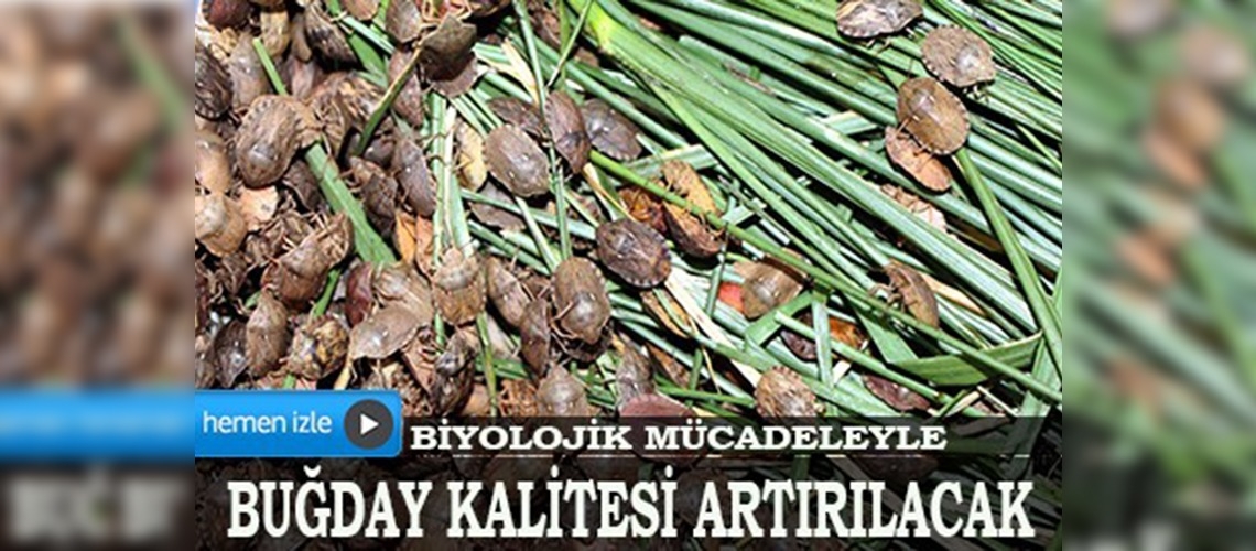 Süneyle mücadelede 