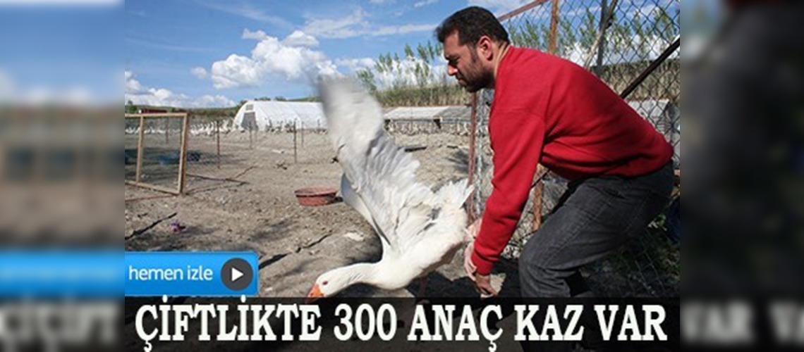 Satın aldığı iki kazı kesmeye kıyamayınca çiftlik kurdu