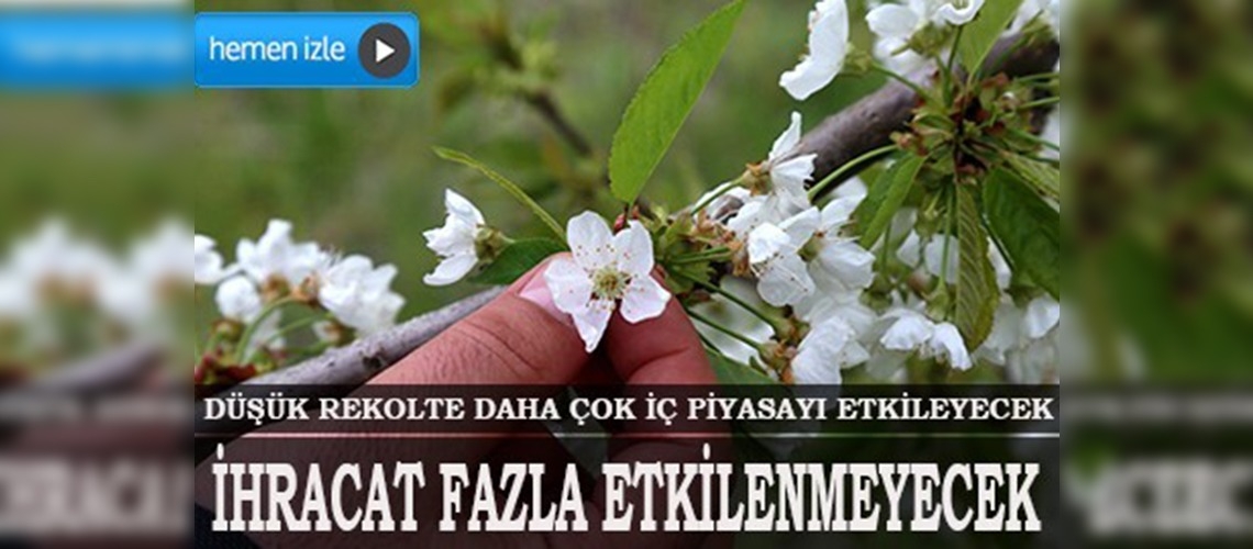 Don, kirazda rekolteyi düşürdü 