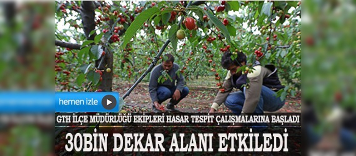 Kirazı dolu vurdu 