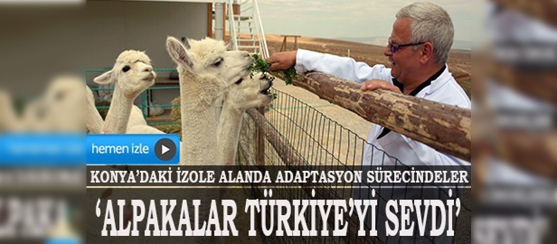 Alpaka develeri Türkiyedeki hava şartlarına alışıyor