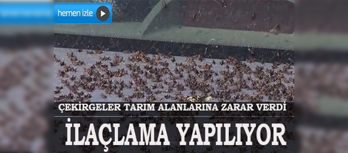 Seydikemerde çekirgeler tarım alanlarına zarar verdi 