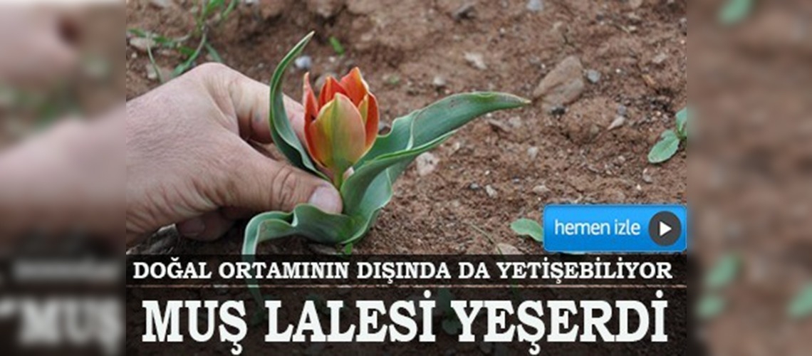 Muş lalesi yeşerdi