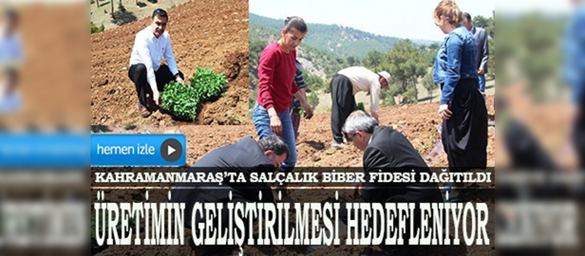 Kahramanmaraşta salçalık biber fidesi dağıtıldı