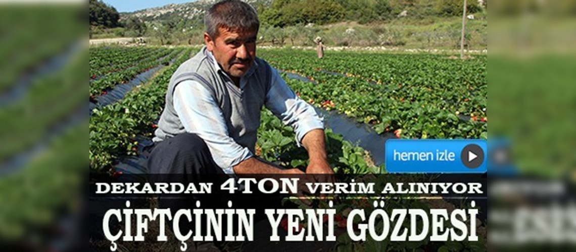 Hatayda çiftçinin yeni gözdesi çilek