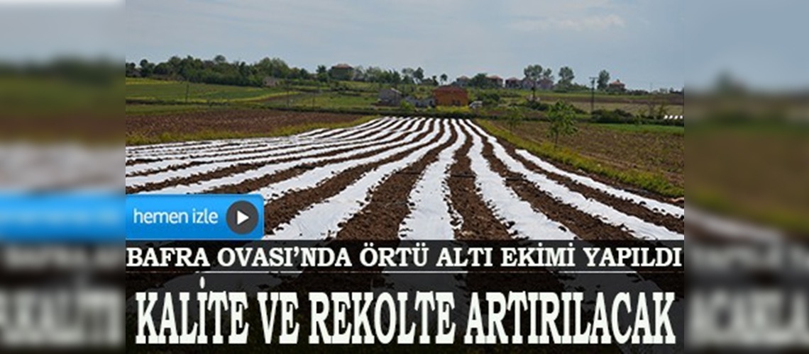 Bafra Ovasında örtü altı ekimi yapıldı