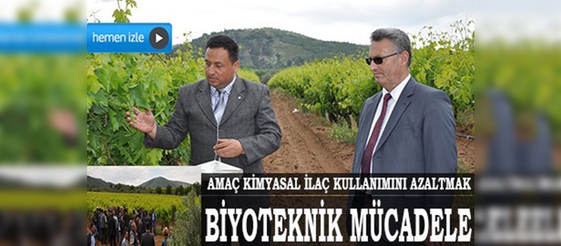 Manisada salkım güvesine karşı biyoteknik mücadele