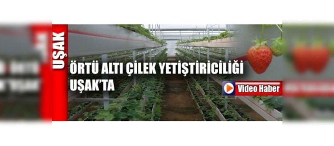 Örtü Altı Çilek Yetiştiriciliği Uşak'ta