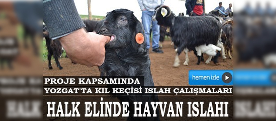 Yozgat'ta kıl keçisi Islah çalışmaları