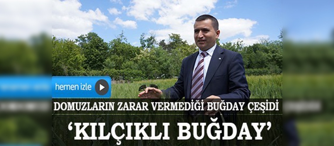 Domuzların zarar vermediği buğday çeşidi