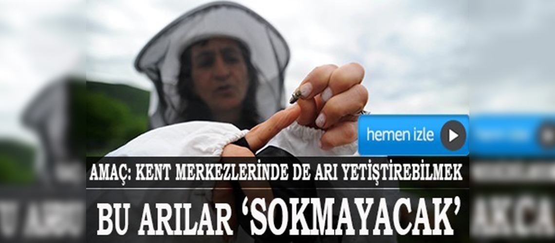 Sokmayan arı ırkı yetiştirilecek