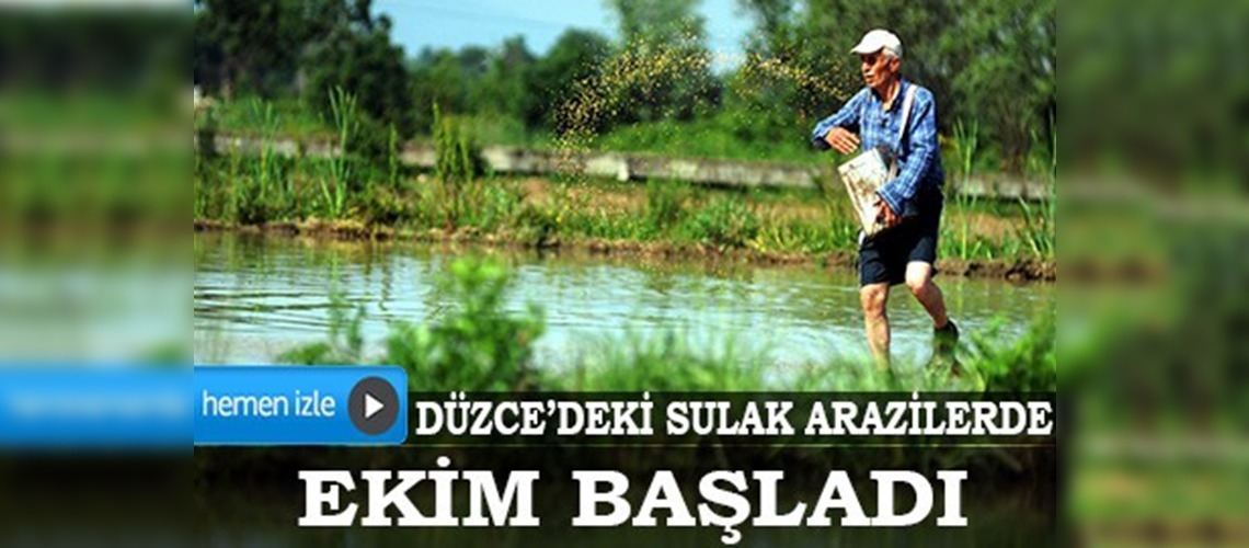Çeltik üreticilerinin zorlu mücadelesi başladı