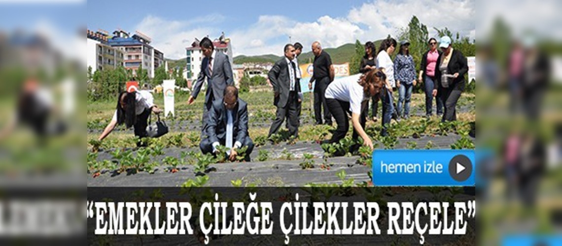 Tunceli’de 'Emekler Çileğe Çilekler Reçele' Projesi