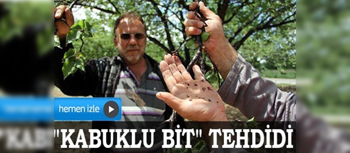 Kayısının başkentinde 