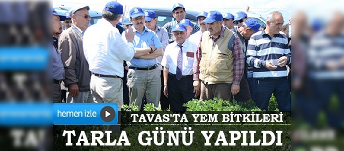 Tavas'ta yem bitkileri tarla günü yapıldı