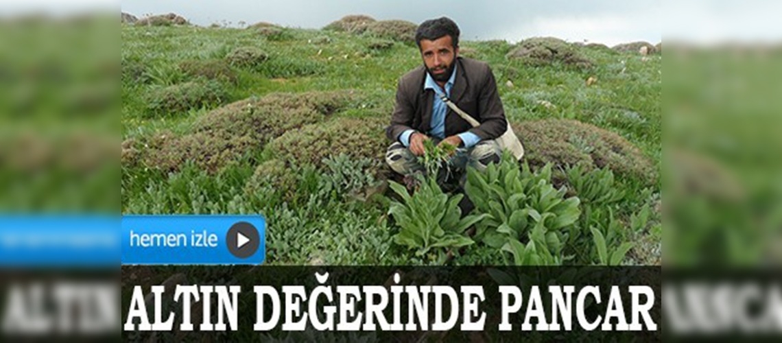 Altın değerinde pancar