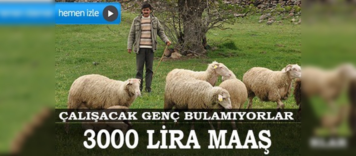 Aylık 3 bin liraya sürü yöneticisi bulunamıyor