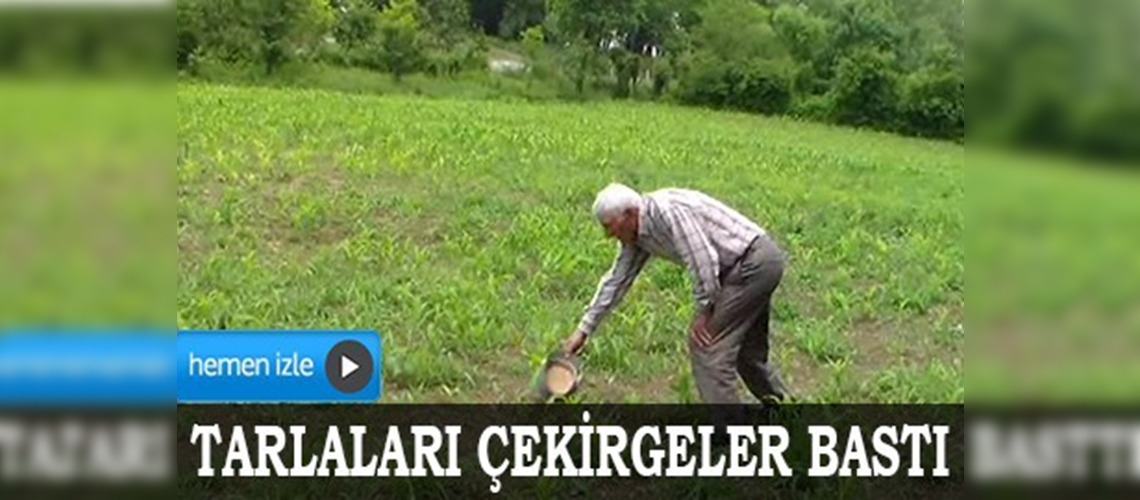Bartında tarlaları çekirgeler bastı