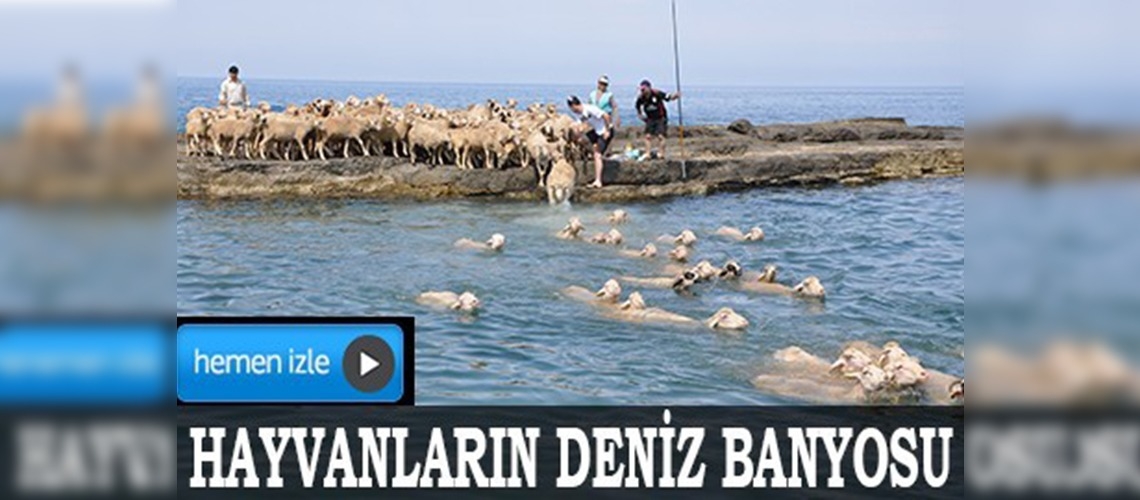 Yayla yolculuğu öncesi hayvanların deniz banyosu 