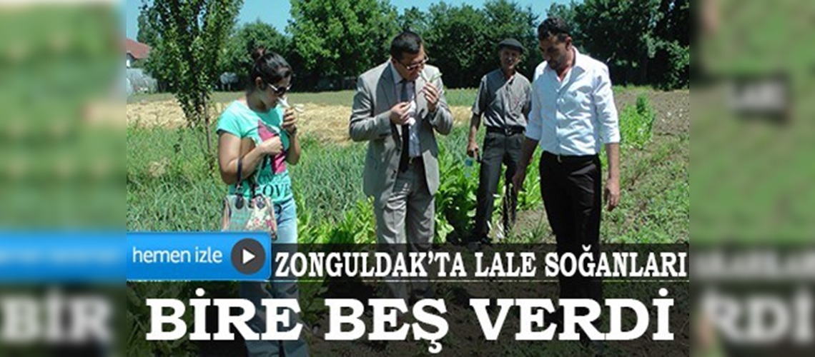 Zonguldakta lale soğanları bire beş verdi