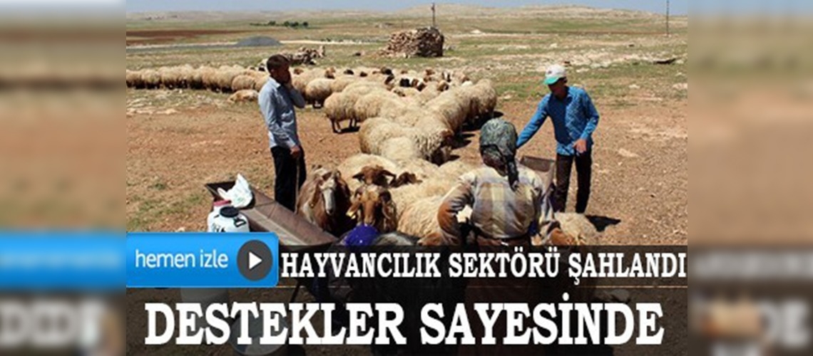 Destekler sayesinde hayvancılık sektörü şahlandı
