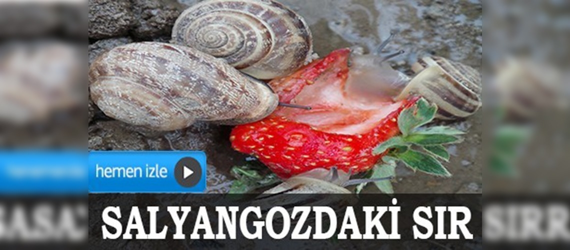 Lezzetli çileğin ölçüsü 