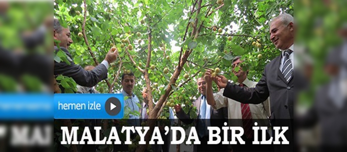 Malatyada serada kayısı yetiştirildi
