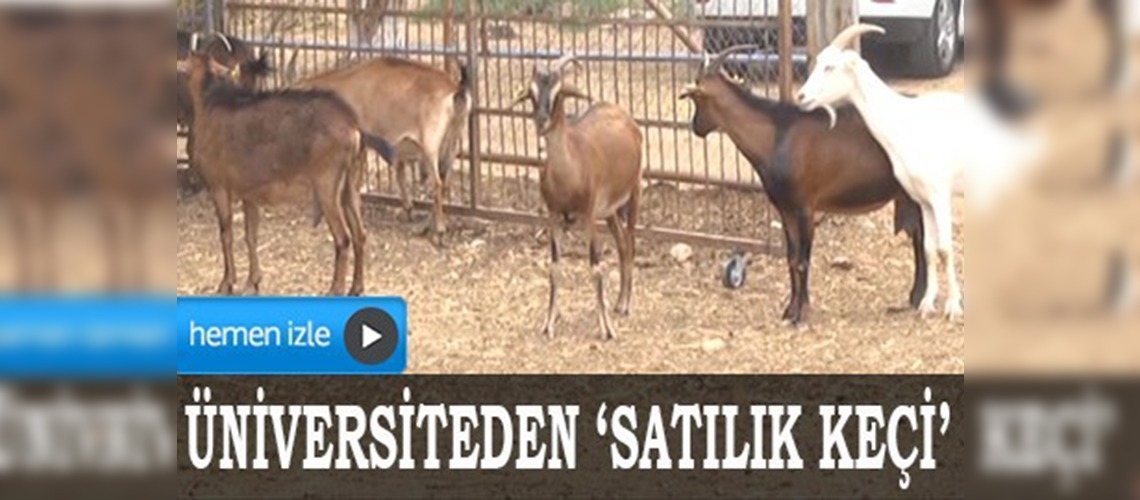 Üniversiteden 'satılık keçi'