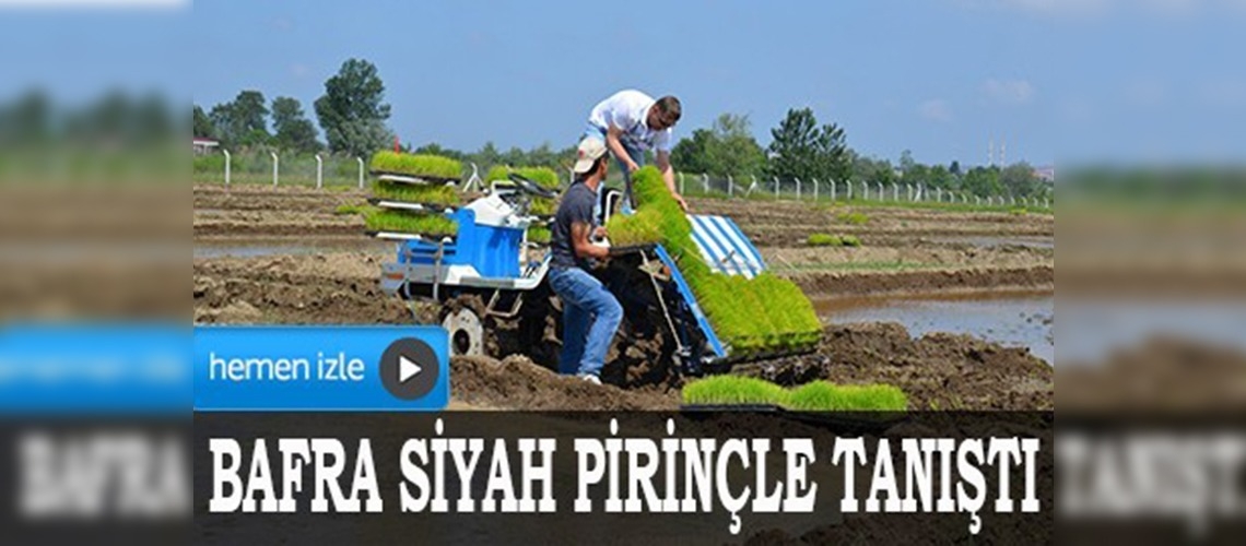 Bafra siyah pirinçle tanıştı