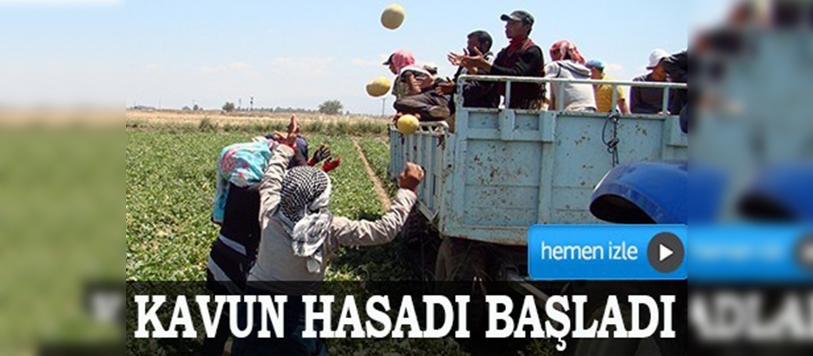 Amik Ovasında kavun hasadı başladı