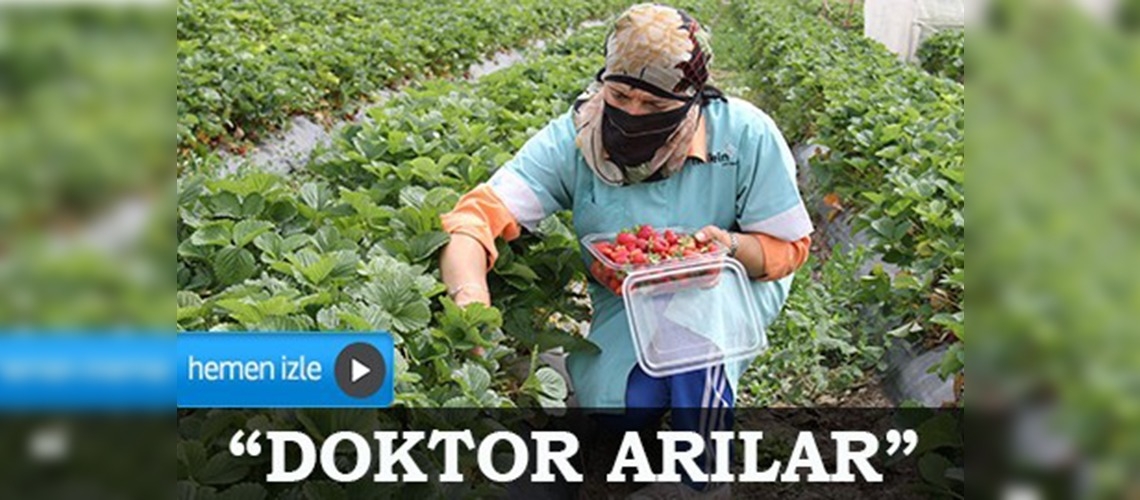 Doktor arıların desteğiyle çilek üretimi