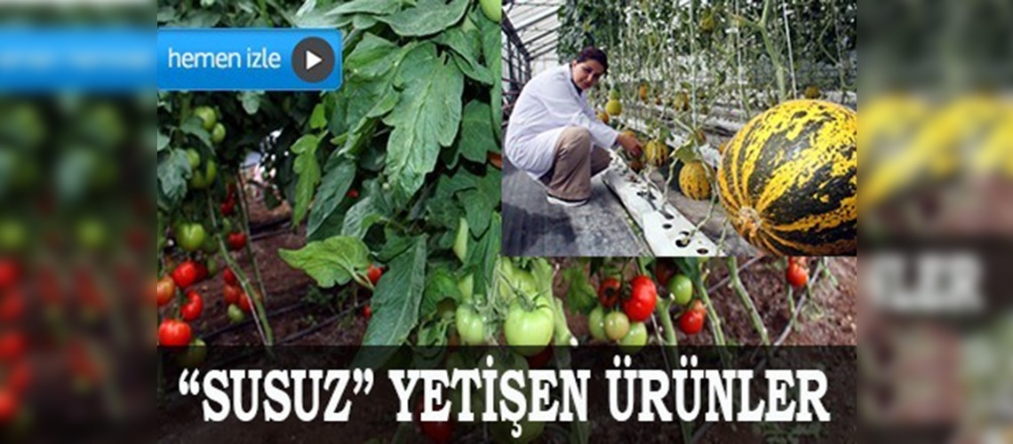 Susuz domates ve kavun yetiştirildi