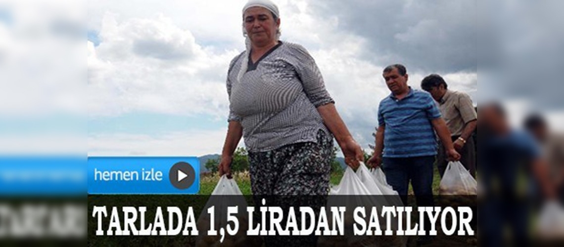 Patates, üreticinin yüzünü güldürdü